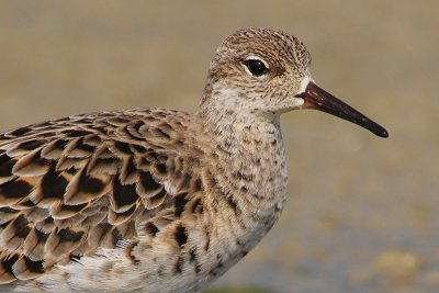 Ruff, Grandcour, Switzerland, May 2008