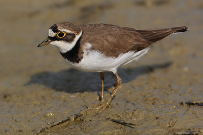 Little ringed plover (charadrius dubius), Grandcour, Switzerland, May 2008