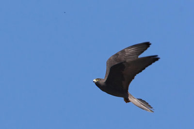 Eleonoras falcon (falco eleonorae), Voni, Crete, May 2008
