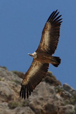Griffon vulture, Kourtaliotiko Gorge, Crete, May 2008