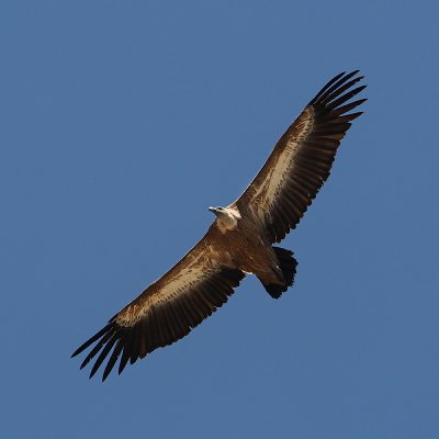 Griffon vulture, Kourtaliotiko Gorge, Crete, May 2008