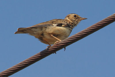 Woodlark, Achladia, Crete, May 2008