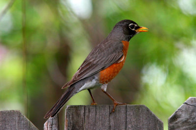 robin_crop.jpg