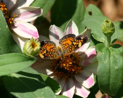 IMG_1979_Crop2.jpg