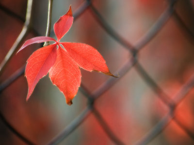 Red leaf