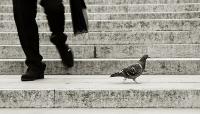 Man and bird