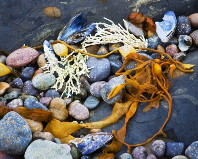 _DSC0715 Kelp  Rocks Weston Beach.jpg