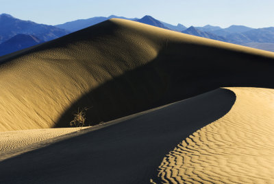 _DSC2008 Two Dunes with a Bush.jpg
