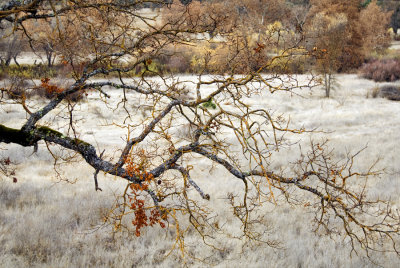 _DSC2279_Winter Branch Ferguson-Nacimento Rd.jpg