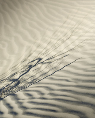 _DSC8551 Reed Shadow on Dunes 1.jpg