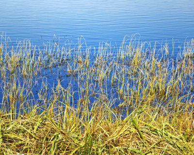 _DSC9394 Reeds at Sutro Baths Ruins.jpg