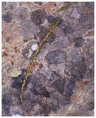 Grass on lichen (1)