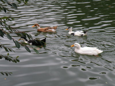 ducks in emirgan park