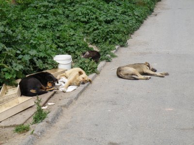 Animal Shelter, Fatih, istanbul