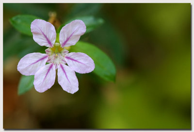 WildFlower