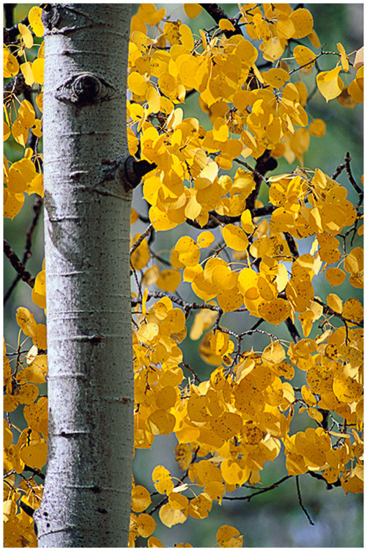 Aspen with yellow leaves.jpg