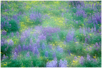 Lupine and mustard flowers .jpg