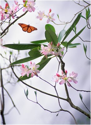 Rhododendron by a Waterfall.jpg