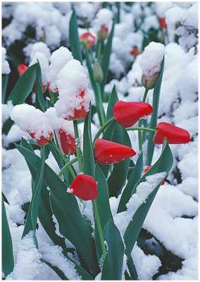 Tulips in snow .jpg
