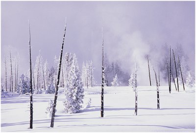 Pine trunks in winter.jpg