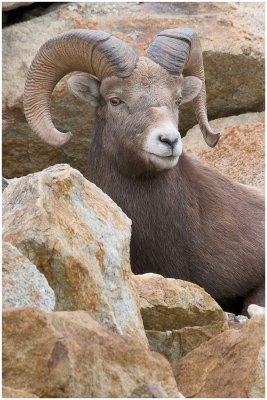 Mountain sheep.jpg