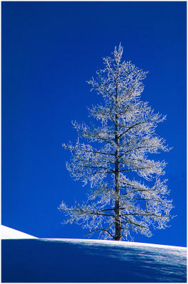 Frozen Pine.jpg