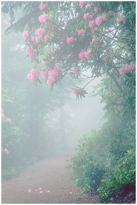 Foggy Trail.jpg