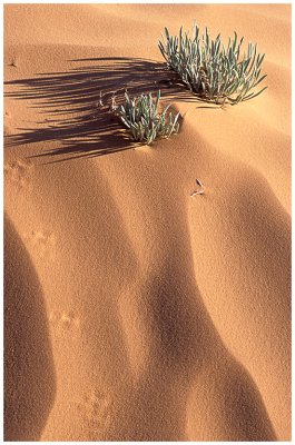 Footprints in the sand.jpg