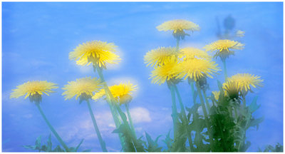 Dandelions .jpg