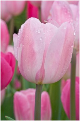 Pink tulip_Longwood Gardens.jpg