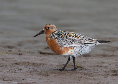 Red Knot