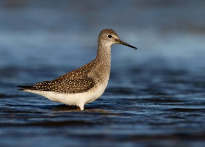 Lesser Yellowlegs