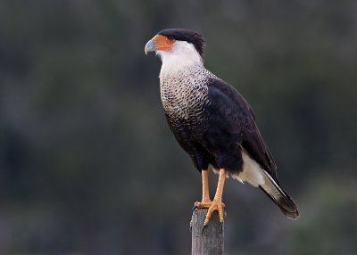 Northern Caracara