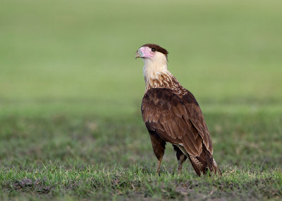 Northern Caracara