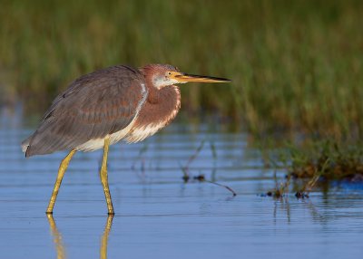 Tricolored Heron