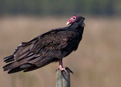 Turkey Vulture