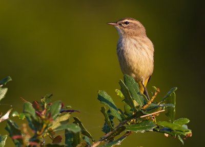 Palm Warbler