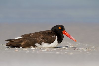 American Oystercatcher