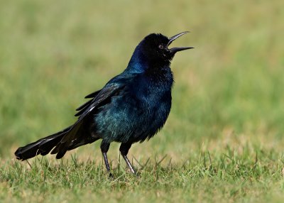 Boat-tailed Grackle