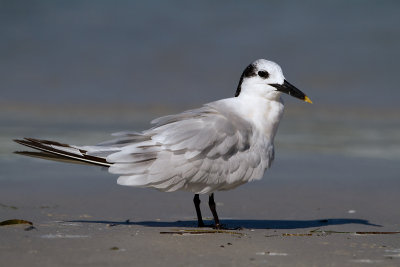 Sandwich Tern