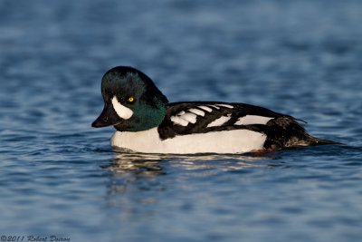 Barrows Goldeneye