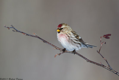 Common Redpoll