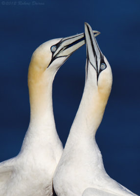 Northern Gannet