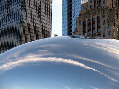 Seagull on the Bean