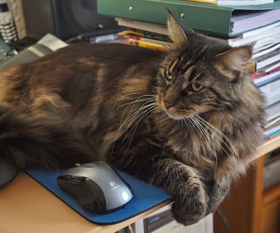 Computer Cat