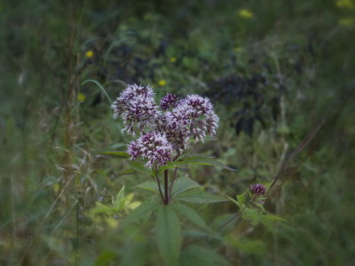 Last flower