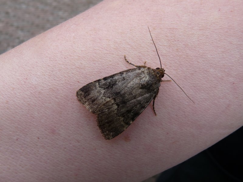 Amphipyra pyramidata, Copper underwing