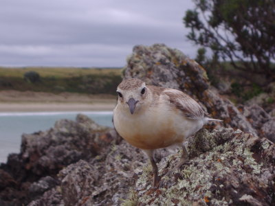 Charadrius obscurus, New Zealand Dotterel