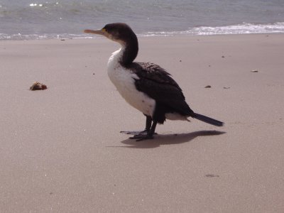 Phalacrocorax varius, Pied shag 02