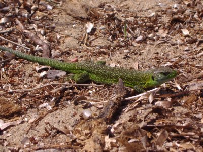 Lacerta viridis, Green lizard